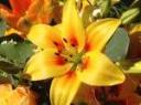 Lilium1.jpg