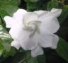 gardenia_jasminoides.jpg