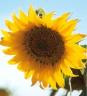 girasol.jpg