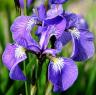 iris.jpg