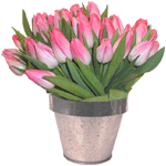 Tulipanes rosas Tulipanes rosas