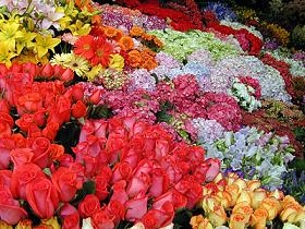 FLORES
