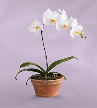orquideas3.jpg