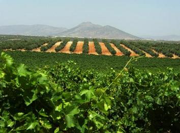 bodaviñedos